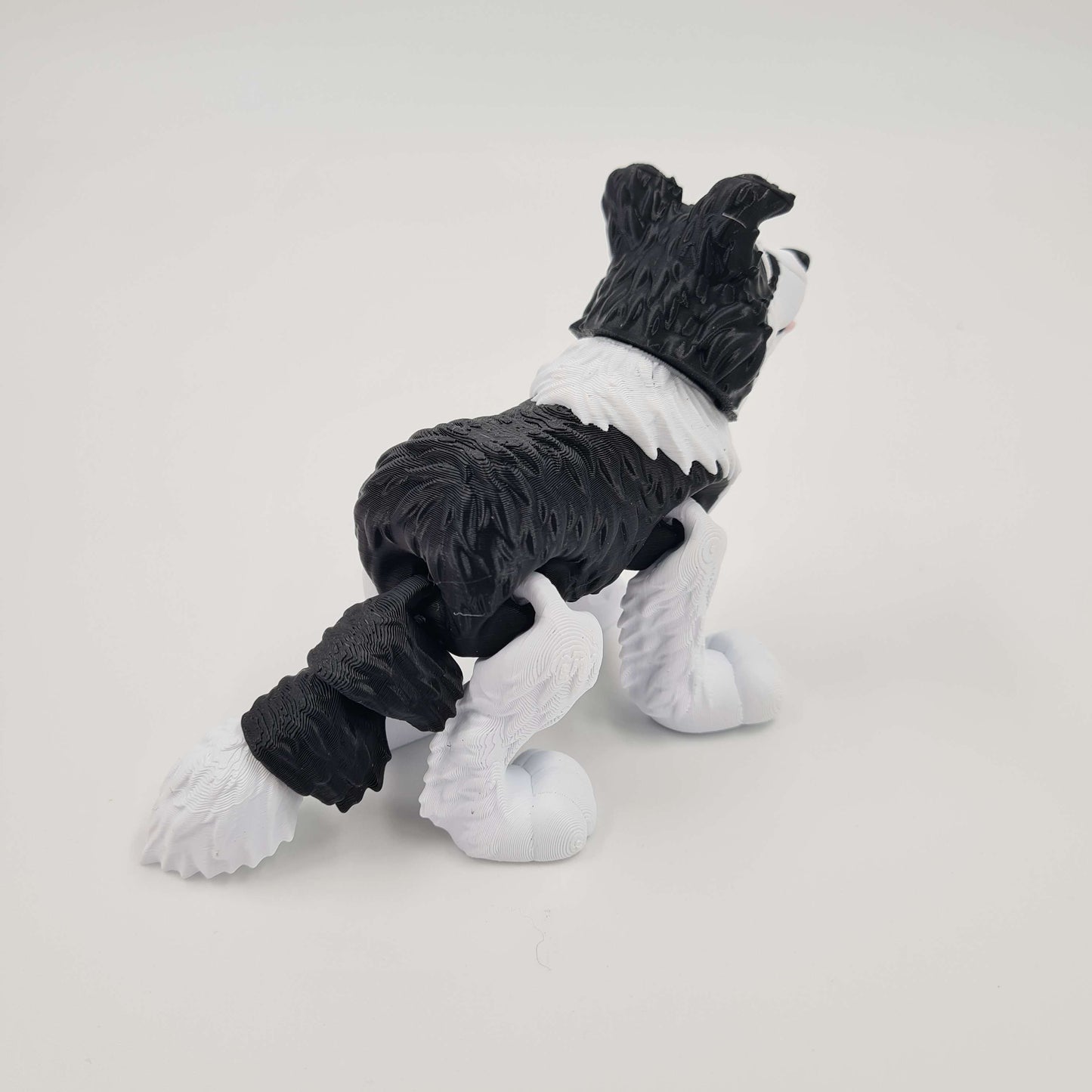 Border Collie Flexi